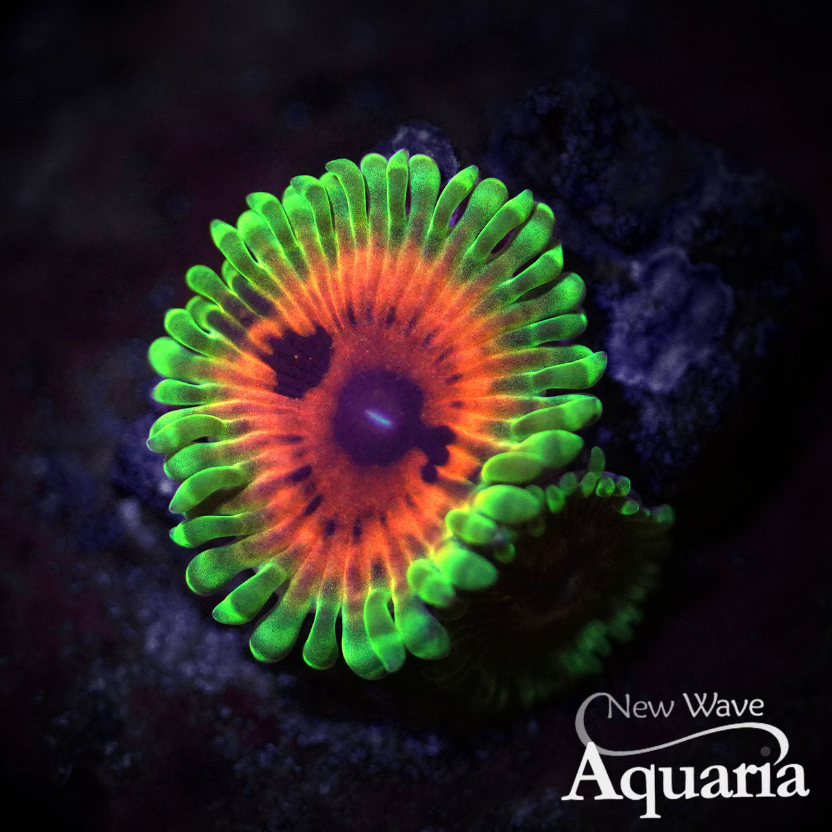 Hallucination Zoa