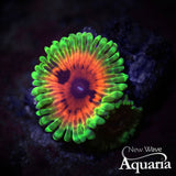 Hallucination Zoa