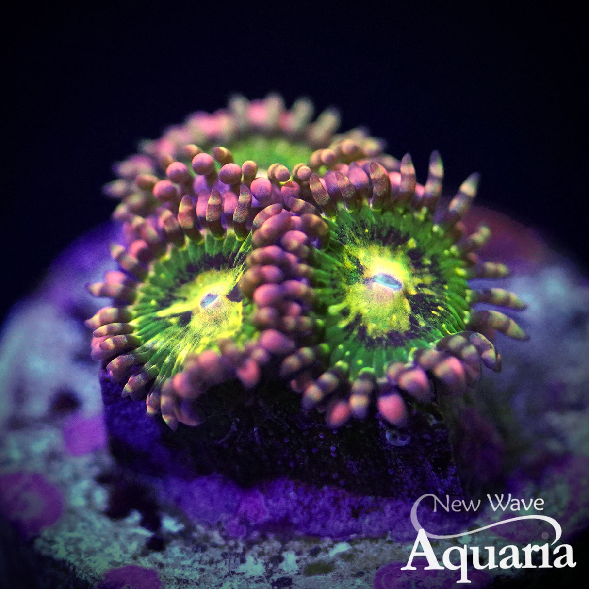 141: Buttkisser Zoa