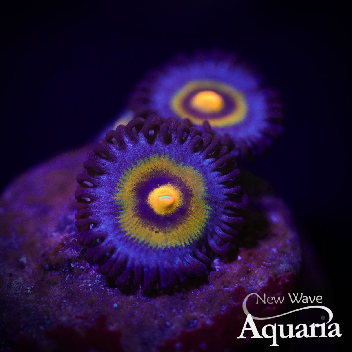 Wolverine Zoa