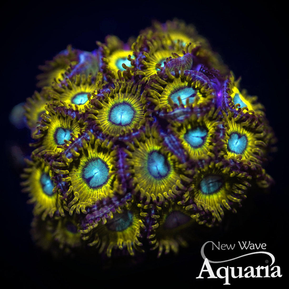 023: Pikachu Zoa