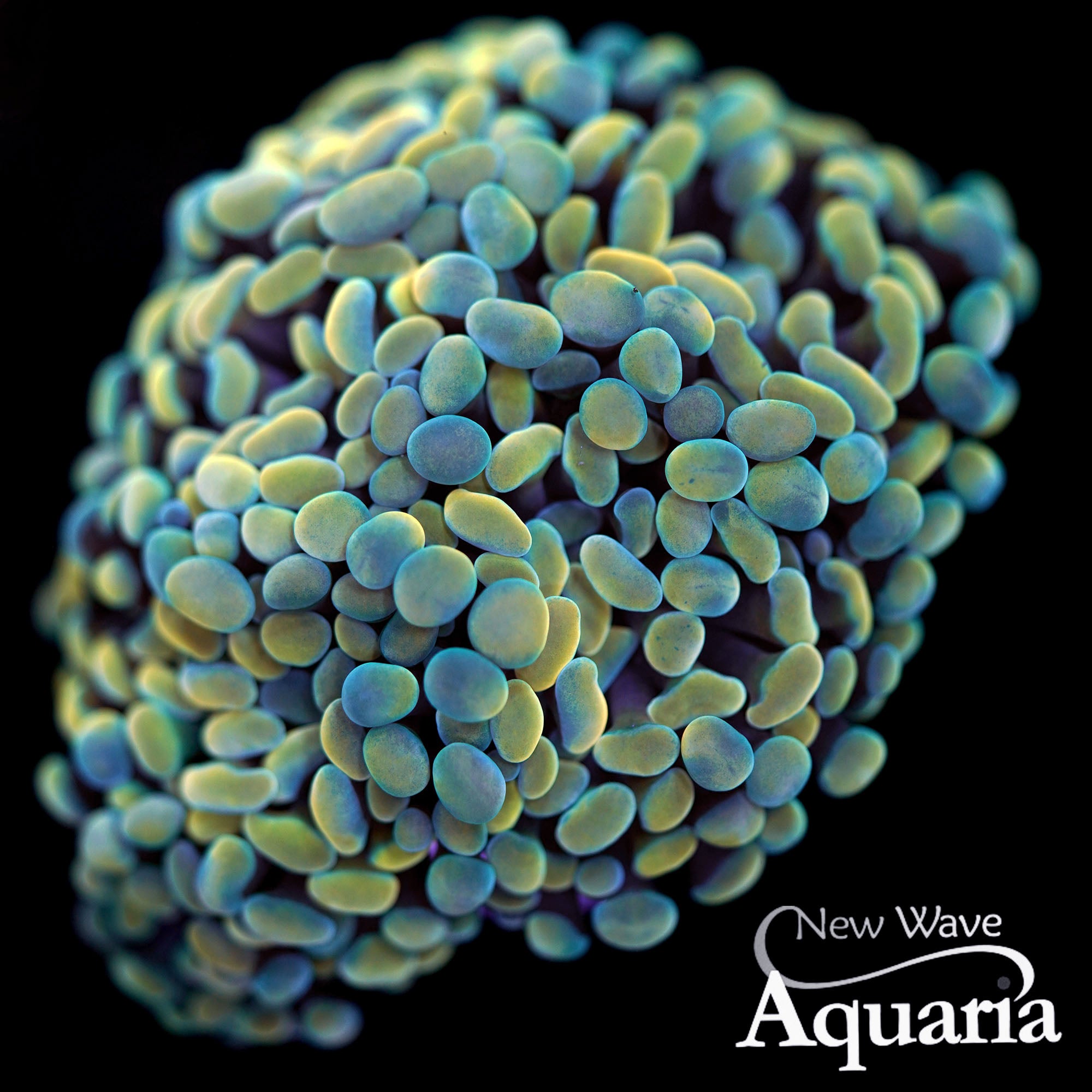 LPS Corals – New Wave Aquaria