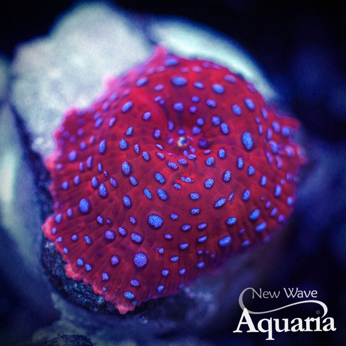 NWA Berry Blast Mushroom