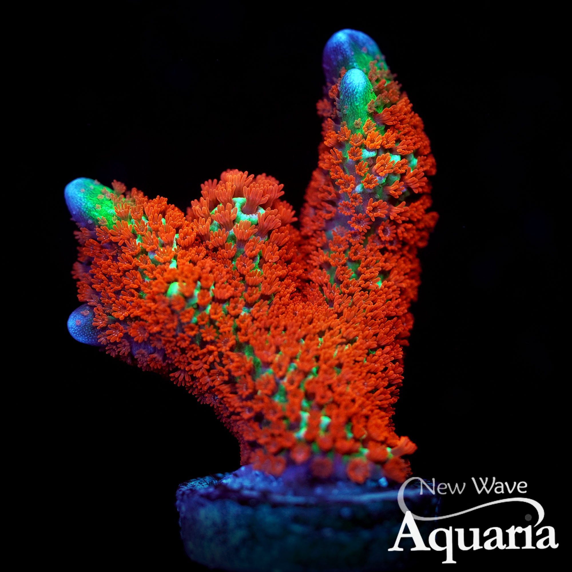 Forest Fire Montipora Digitata – New Wave Aquaria