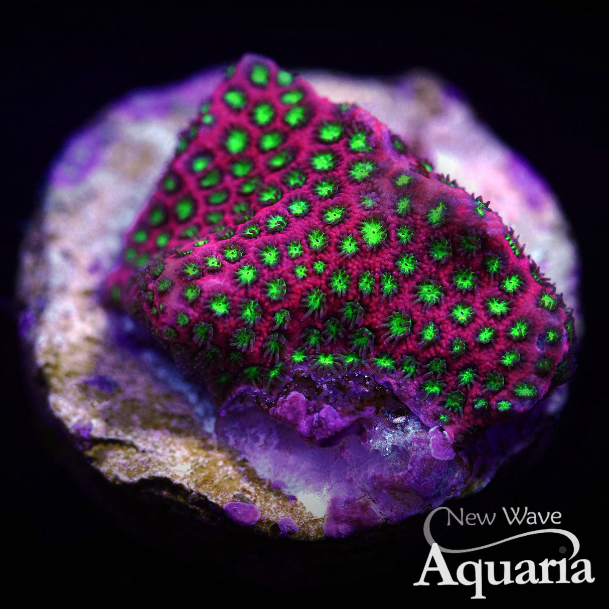 WWC Electric Daisy Stylocoeniella