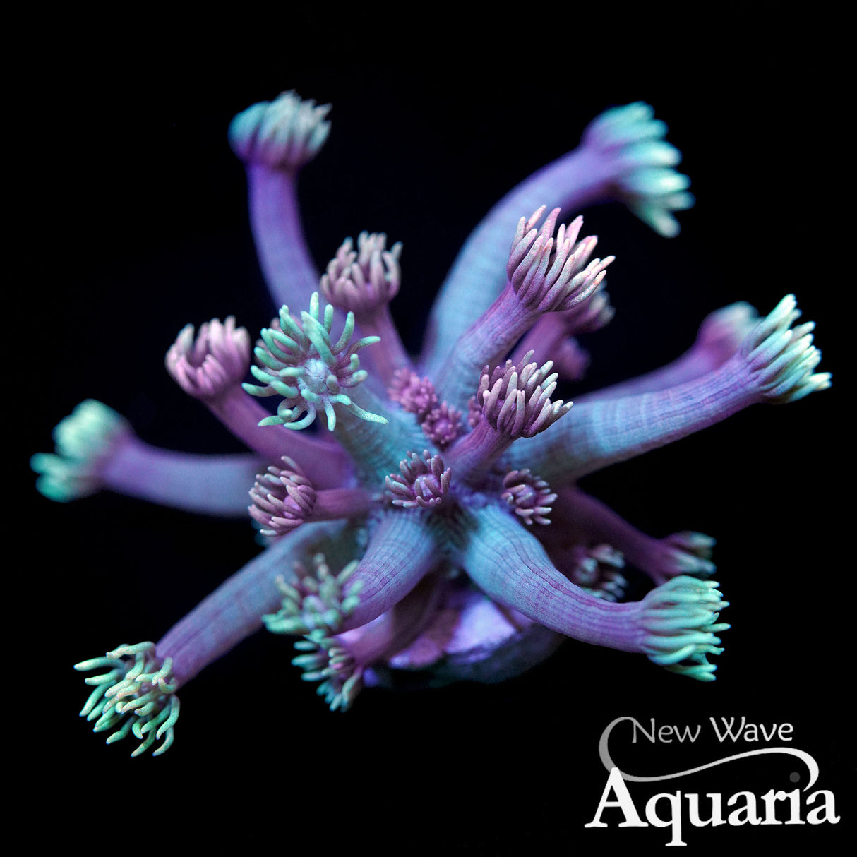 NWA Pearl Berry Goni
