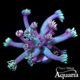 NWA Pearl Berry Goni