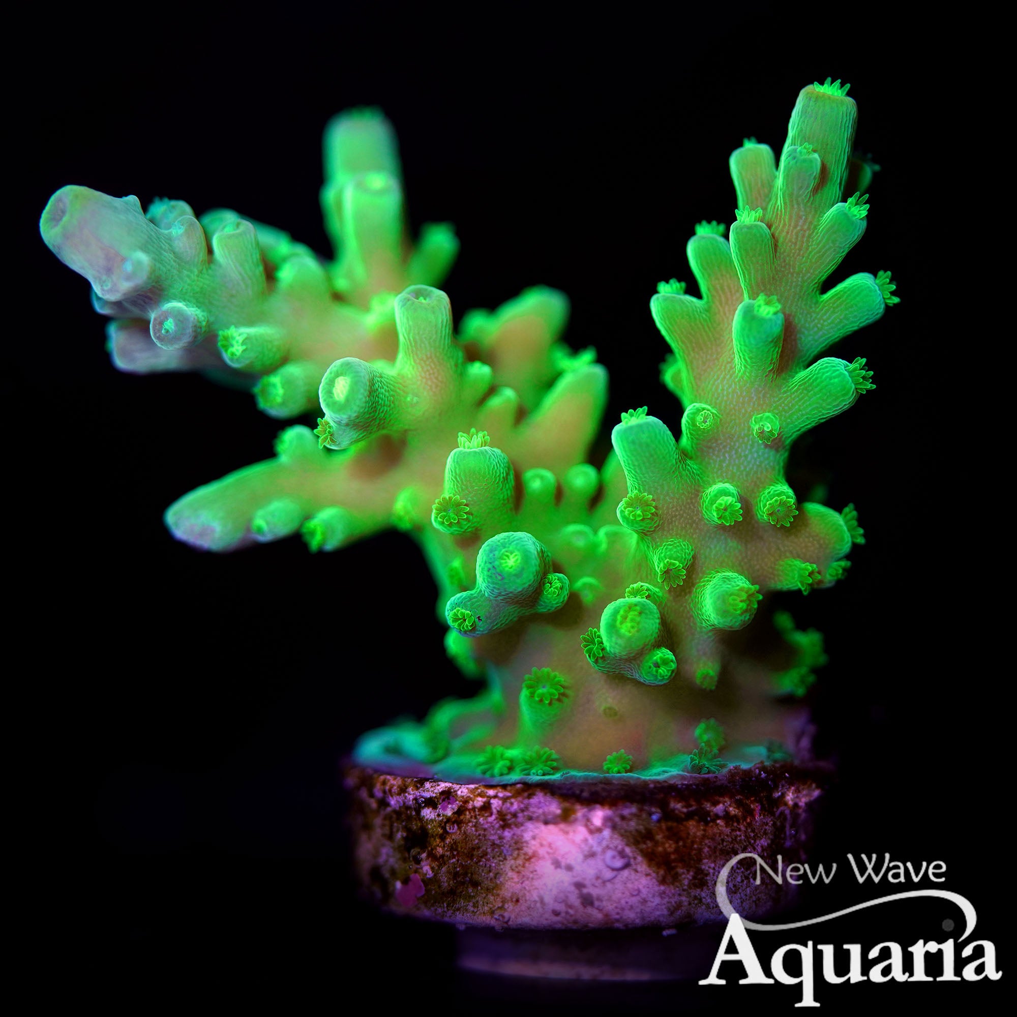 448 XL Kermit the Frog Tort FRAGS – New Wave Aquaria