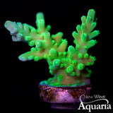 448 XL Kermit the Frog Tort FRAGS