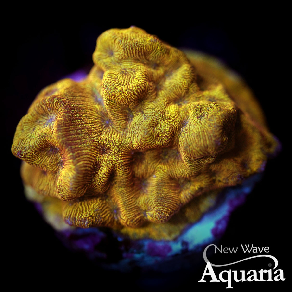 24k Leptoseris