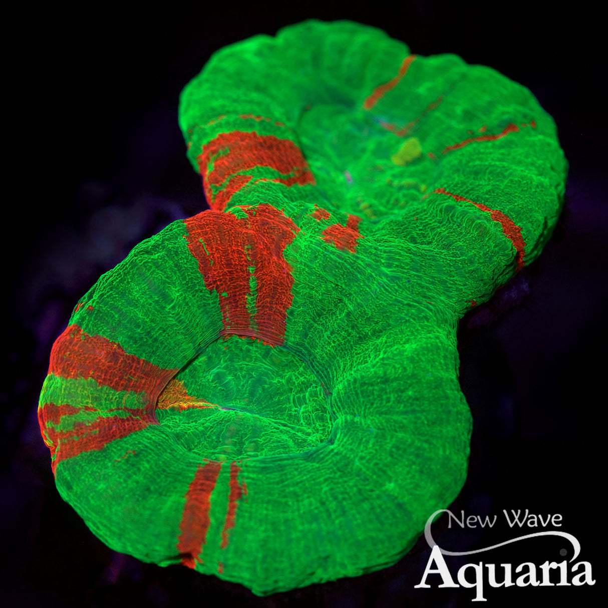 Double Headed Bleeding Apple Scoly
