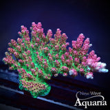 NWA Dragonfruit Acro
