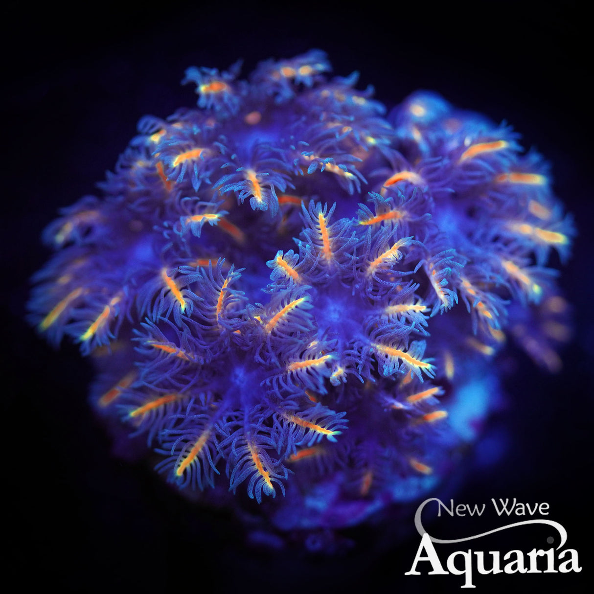 Bicolor clove polyps