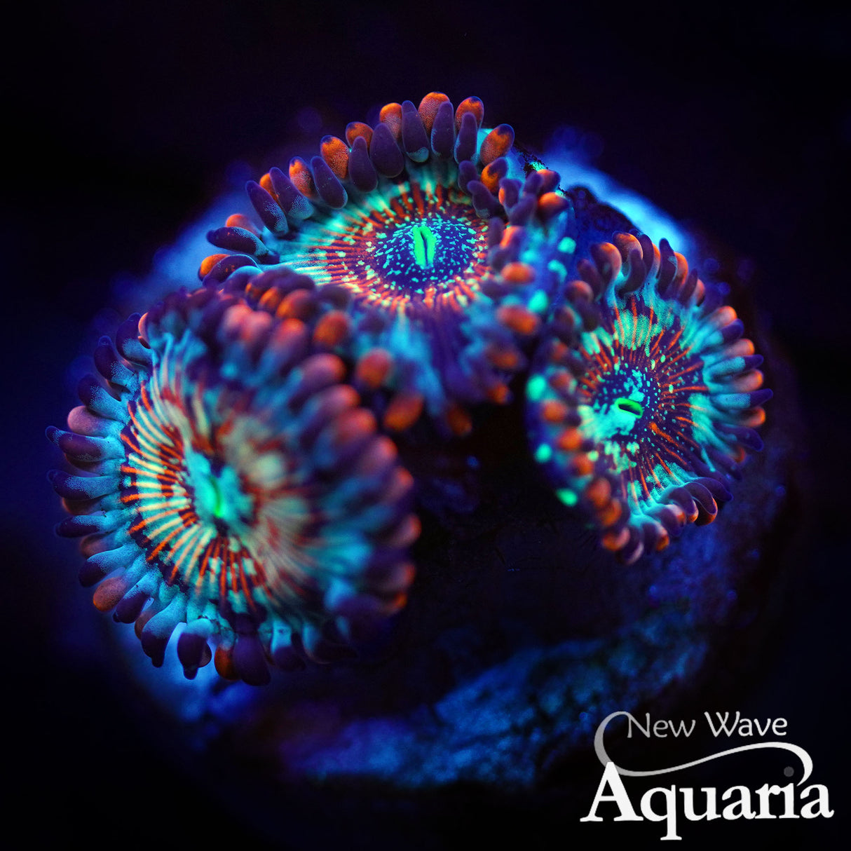 560: White Zombie Zoas
