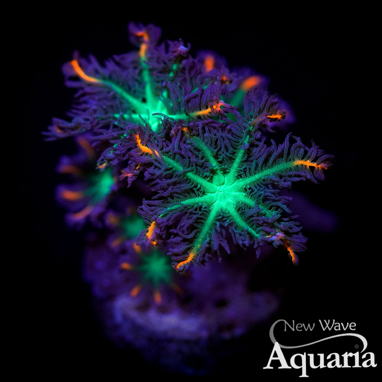 Firework Clove Polyps