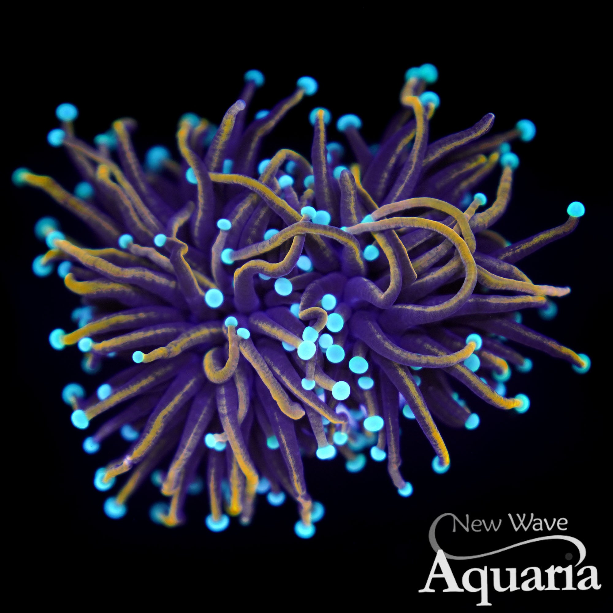 LPS Corals – New Wave Aquaria