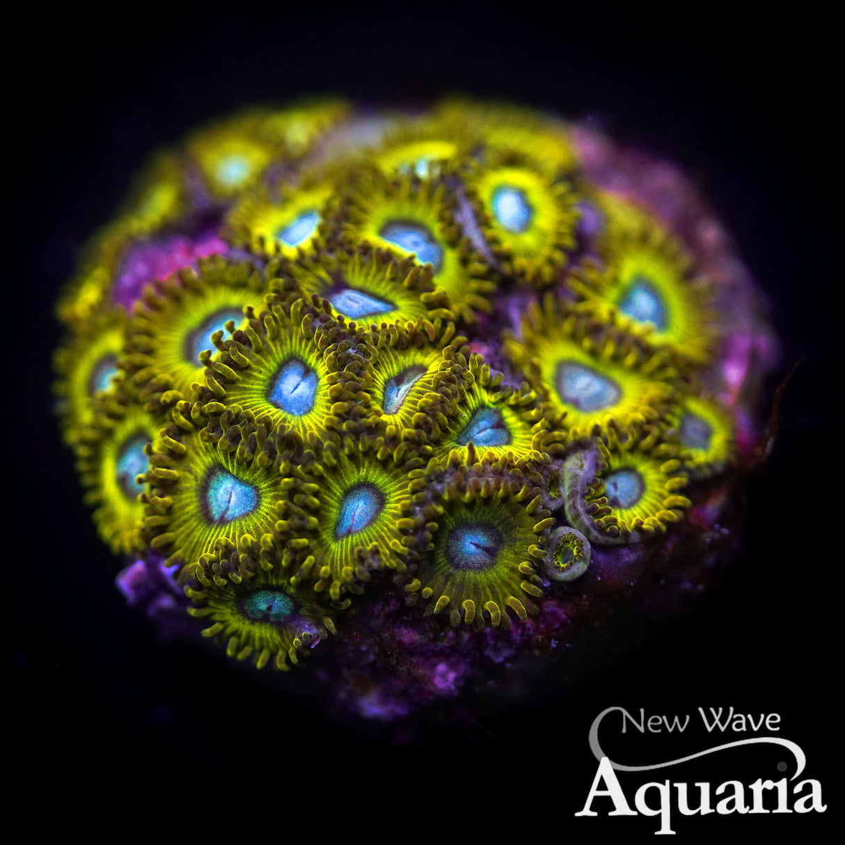 023: Pikachu Zoa