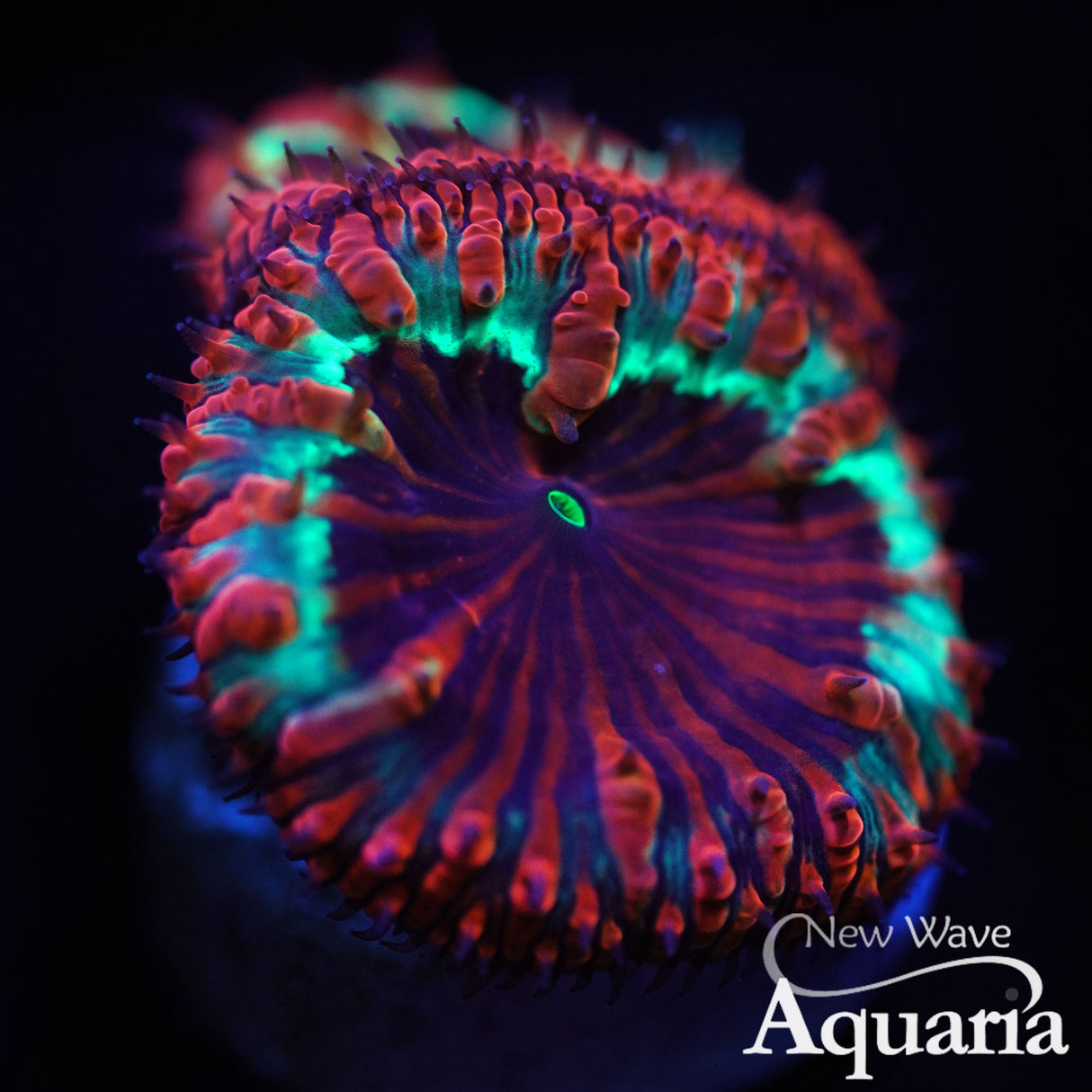 NWA Scarlet Gaze Blasto