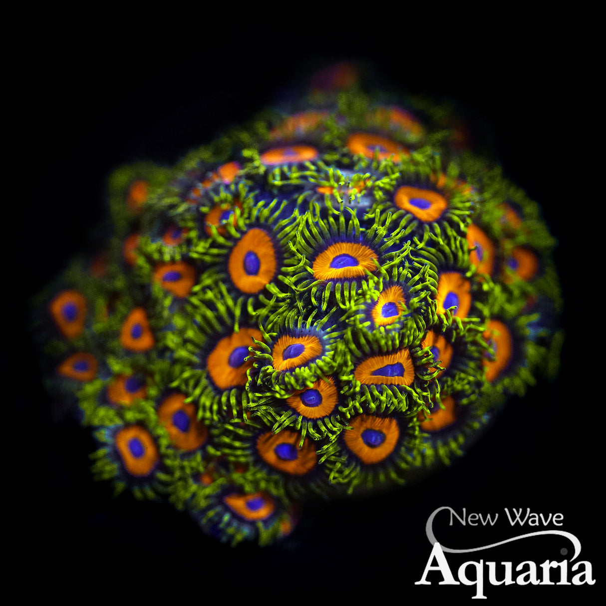 Sunflower Zoa