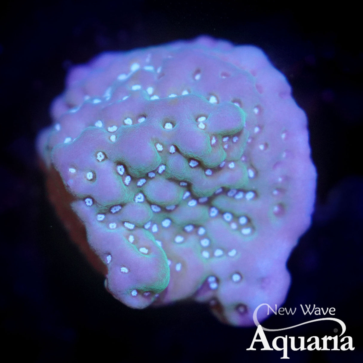 163: Montipora undata