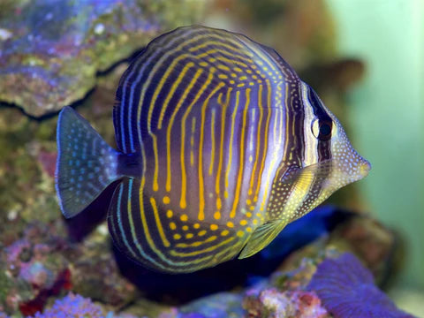 Desjardini Sailfin Tang