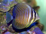 Desjardini Sailfin Tang