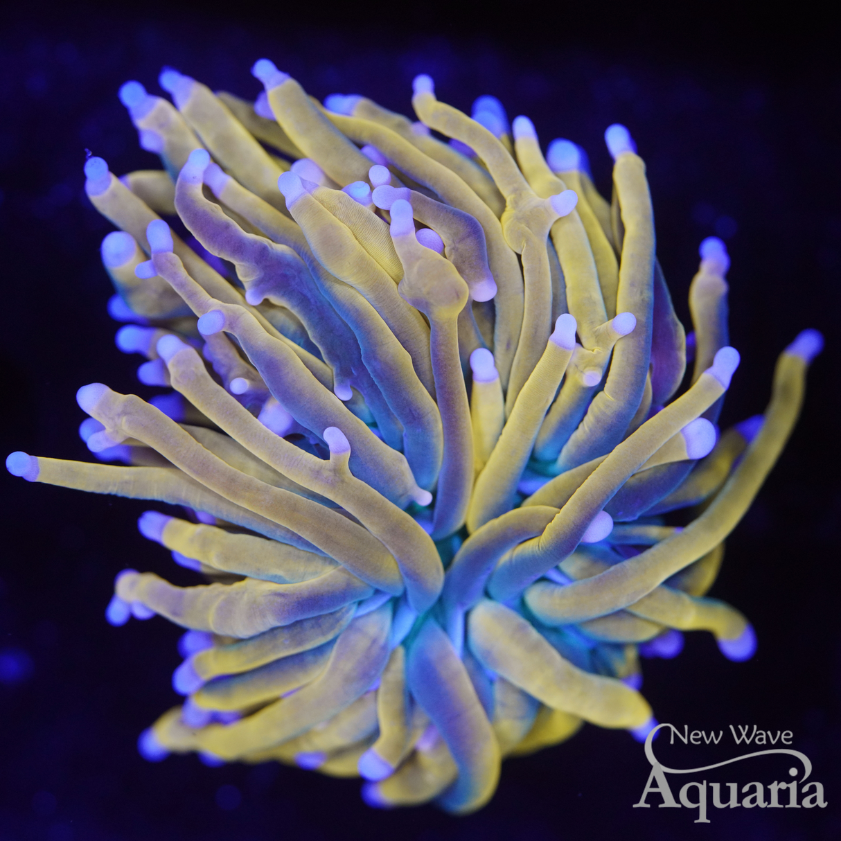 057 NWA Desperado Torch