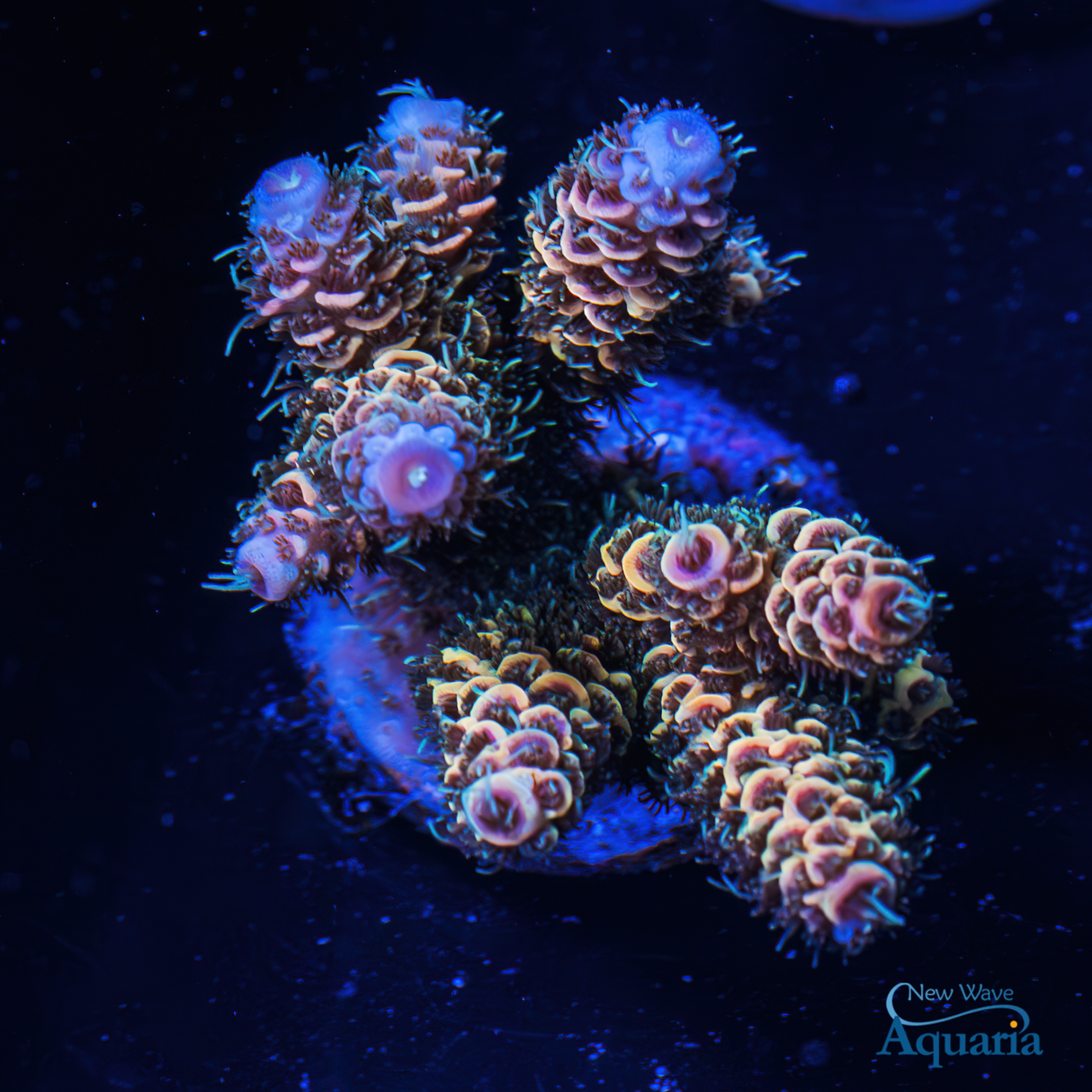 NWA Dirty Martini Milli