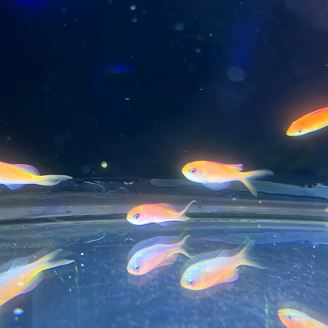 Dispar Anthias