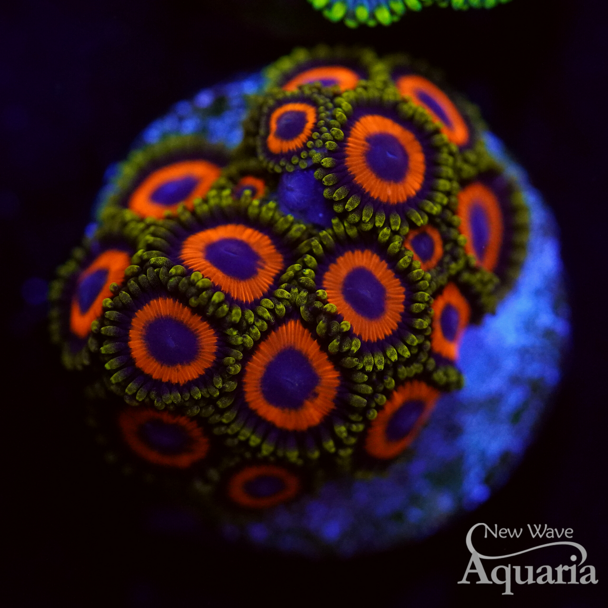 Eagle Eye Zoa