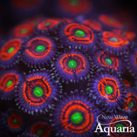 035: Everlasting Gobstopper Zoa