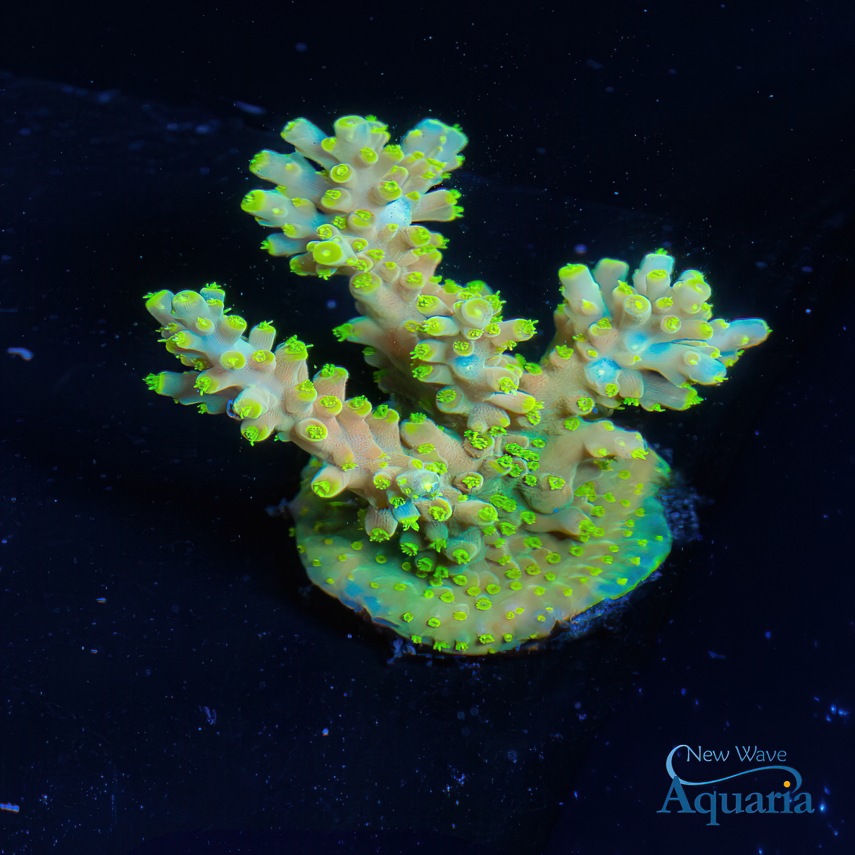 NWA Firefly Acropora