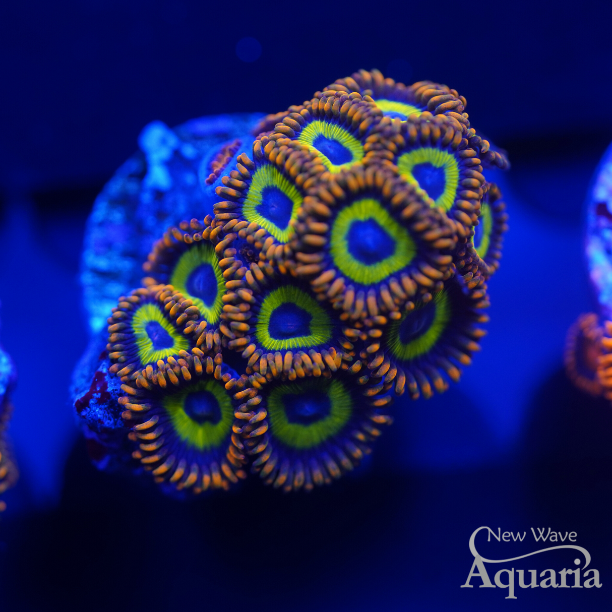 Fruit Loops Zoa