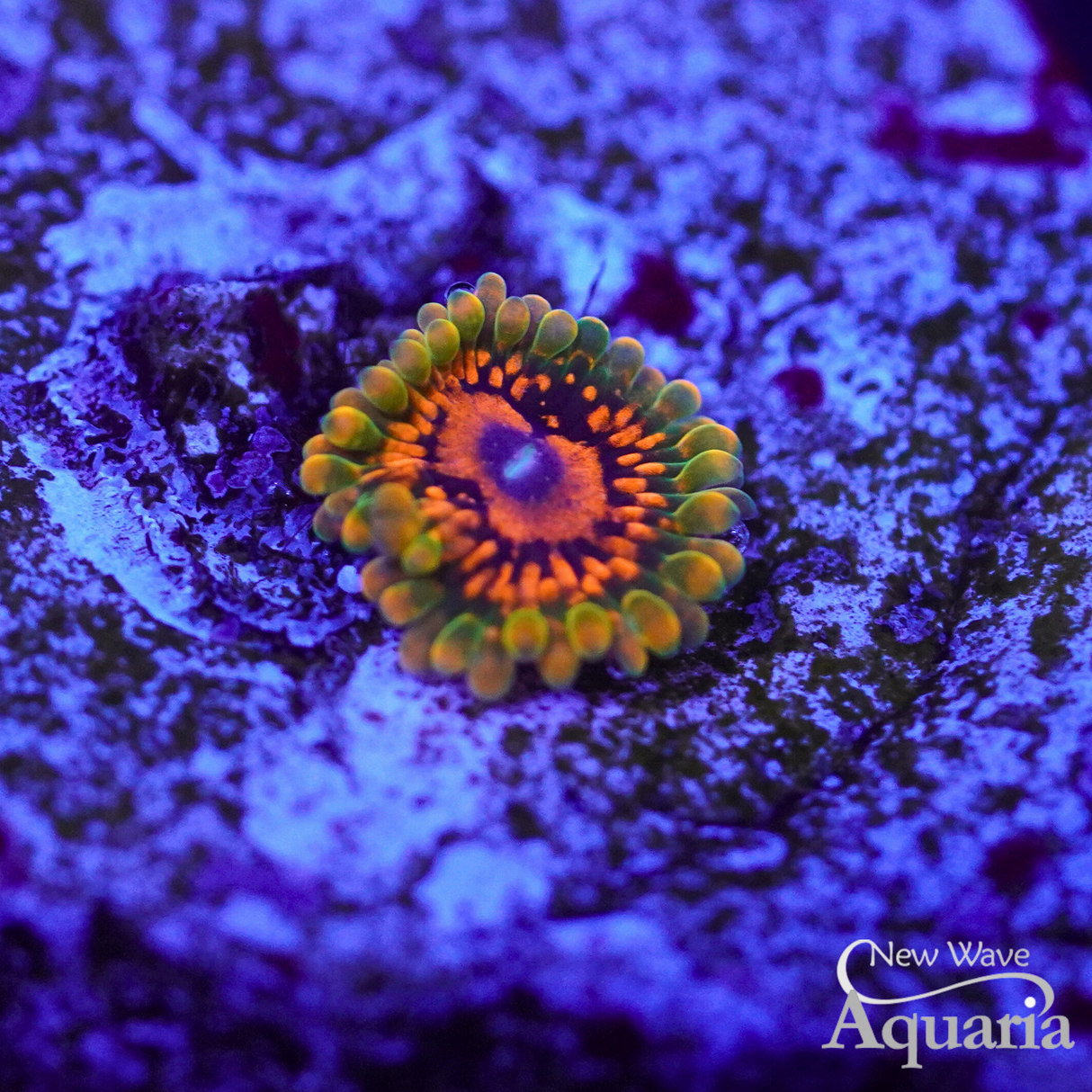 Grand Master Krakatoa Zoa (GMK) - WYSIWYG