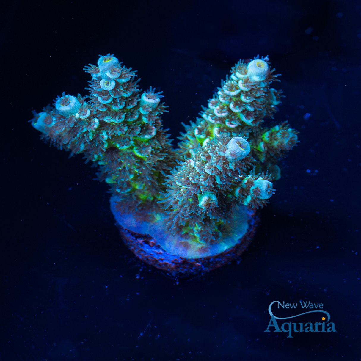 NWA WILD Space Invader Tenuis