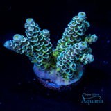 NWA WILD Space Invader Tenuis