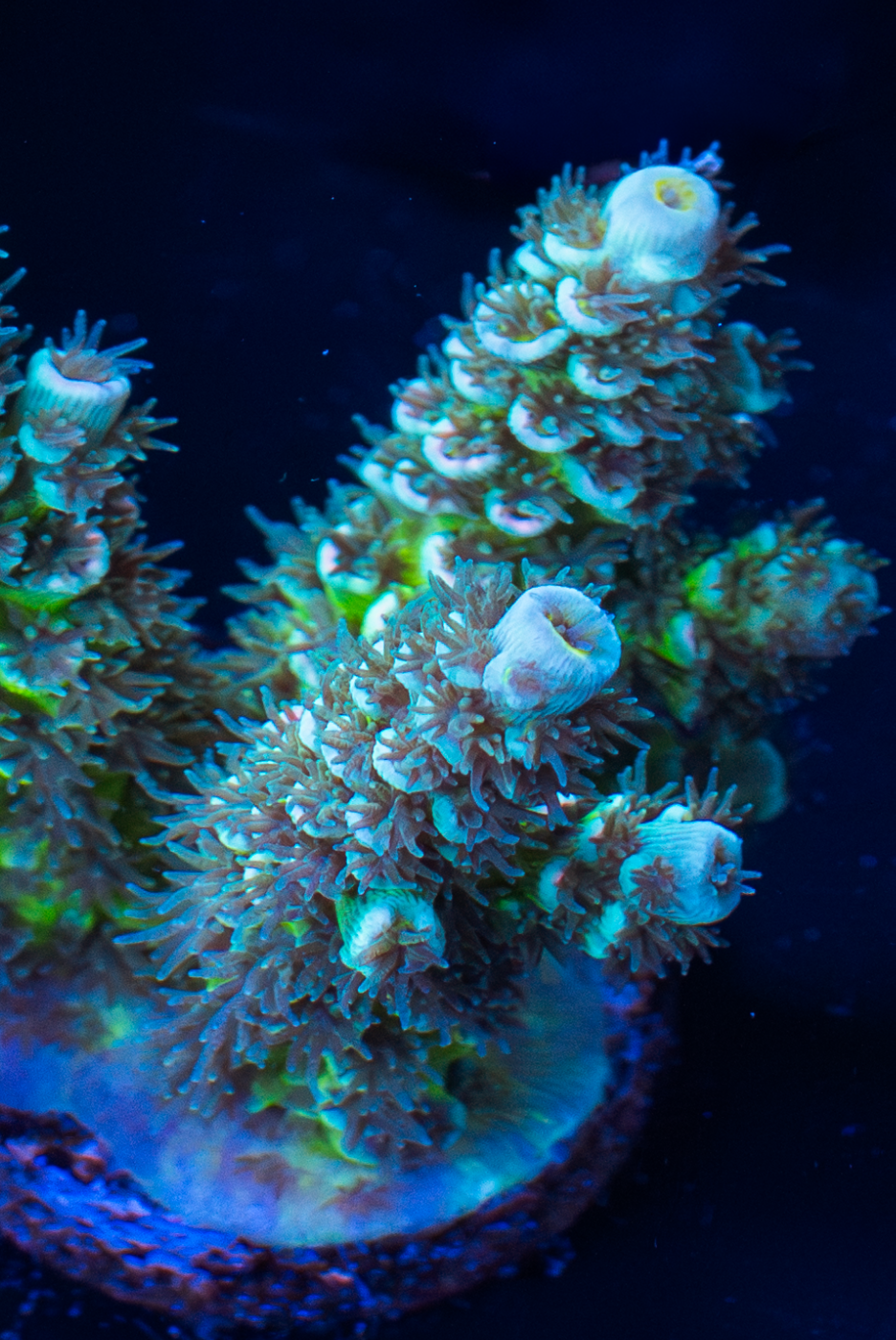 NWA WILD Space Invader Tenuis