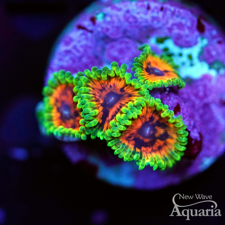 Hallucination Zoa
