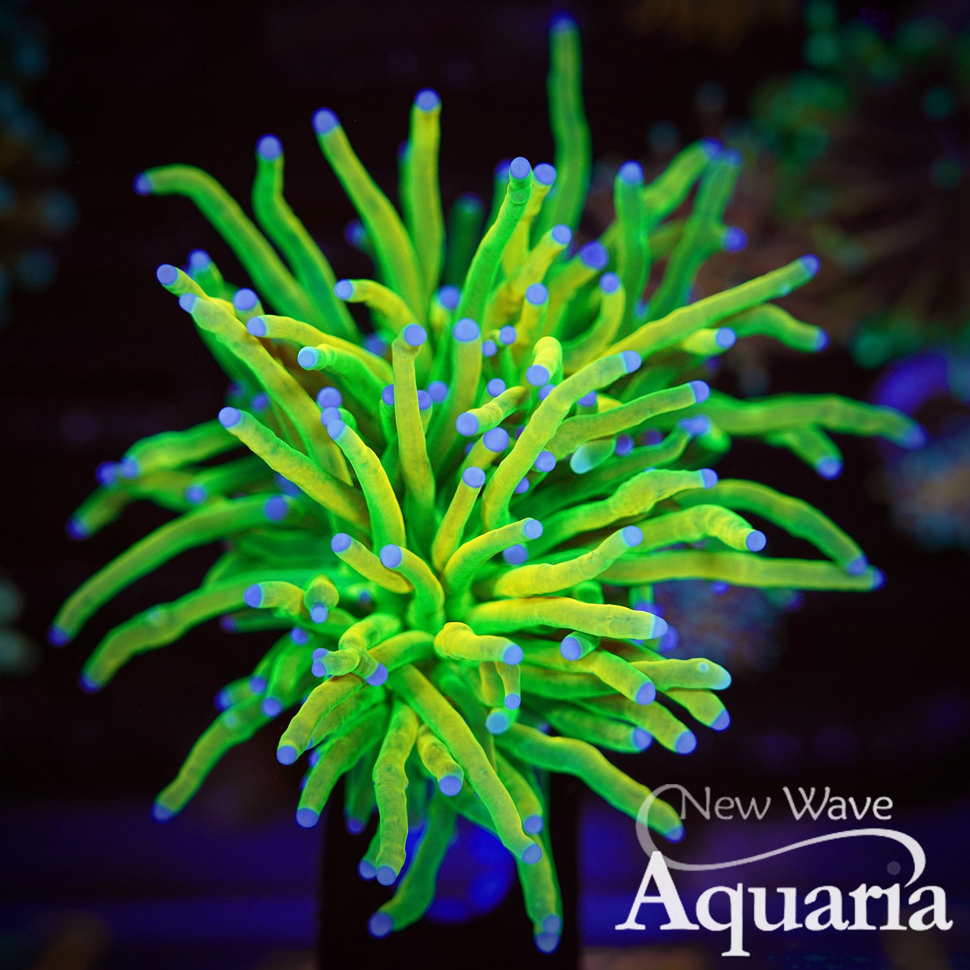 061 Holy Grail Torch – New Wave Aquaria