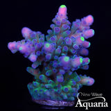 316 WWC Yellow Tip Acro