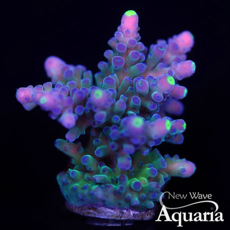 316 WWC Yellow Tip Acro
