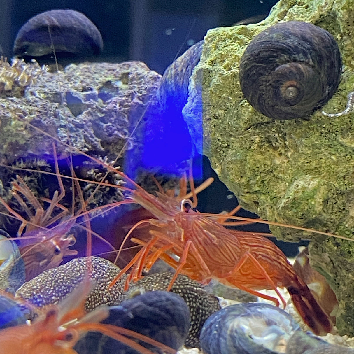 peppermint Shrimp - 5 Pack