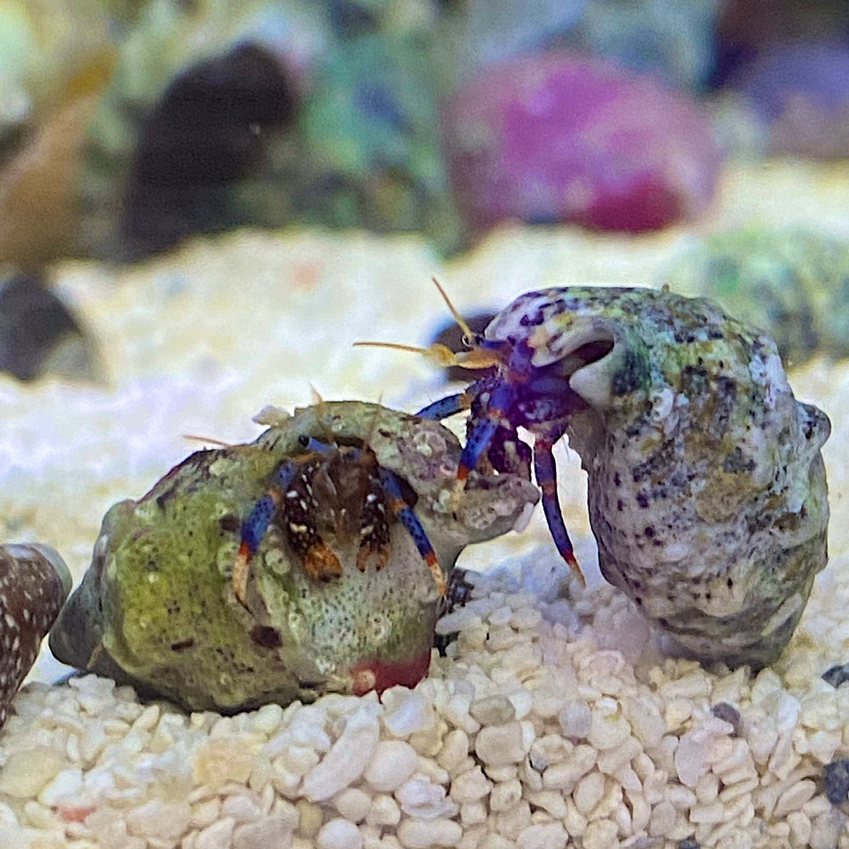 Blue Leg Hermit Crab - 10 Pack