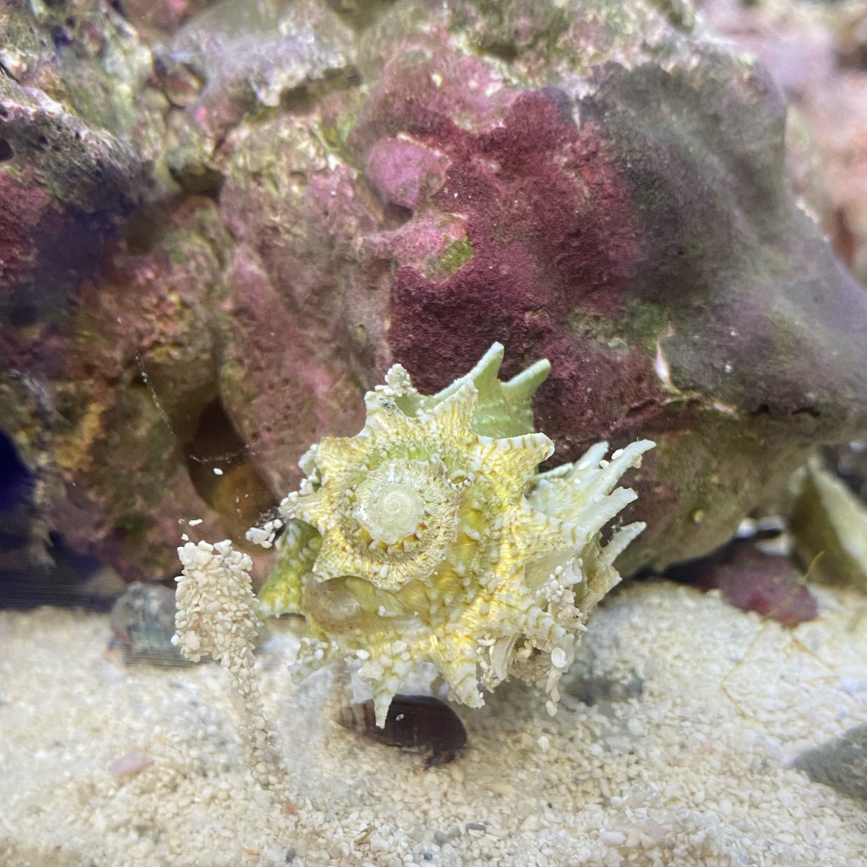 Spiny "Ninja Star" Astrea Snail - 6 Pack