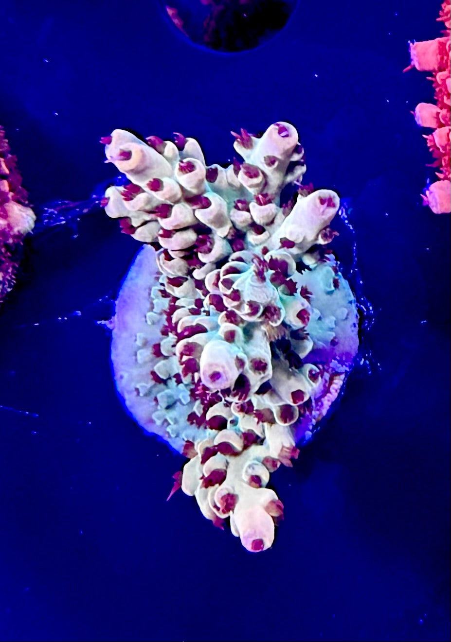 062 NWA Yellow Brick Road WYSIWYG