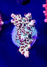 062 NWA Yellow Brick Road WYSIWYG