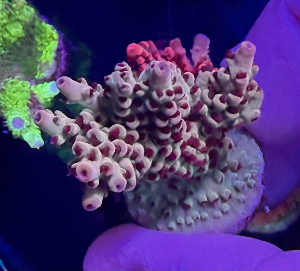 062 NWA Yellow Brick Road WYSIWYG