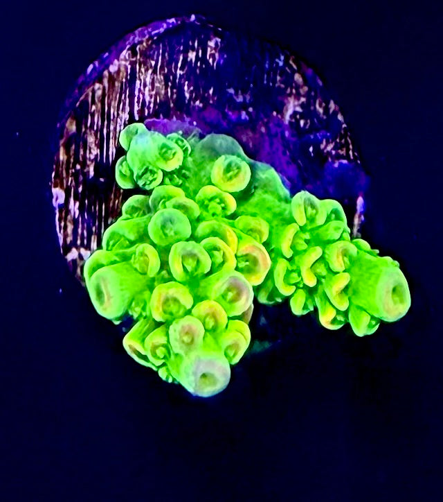 JF Homewrecker WYSIWYG