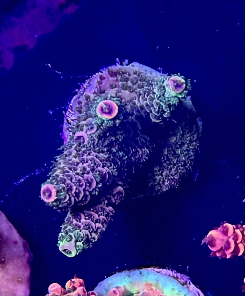 068 NWA Magic Wand Millie WYSIWYG