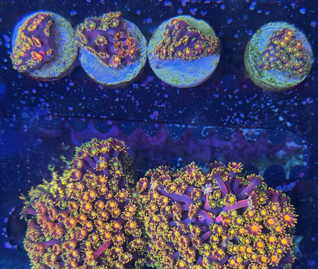 TSA Laffy Taffy Goni (Rainbow Bernadpora)